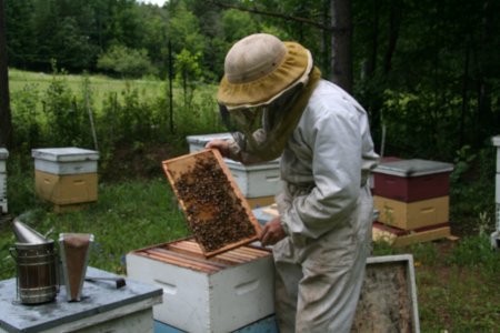 Lacelles Apiary's picture